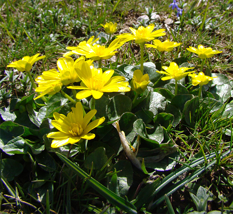 Ranuncululs ficaria L. s.l.